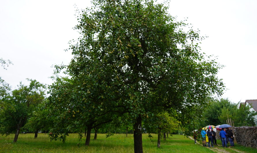 Obstversteigerung am 23.07.2026
